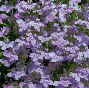 Лобелия Palace Lilac